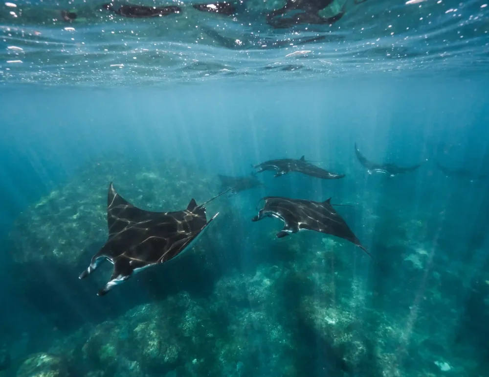 蝠鱝浮潛 Manta Point